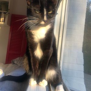 Meet your Posher, Looli